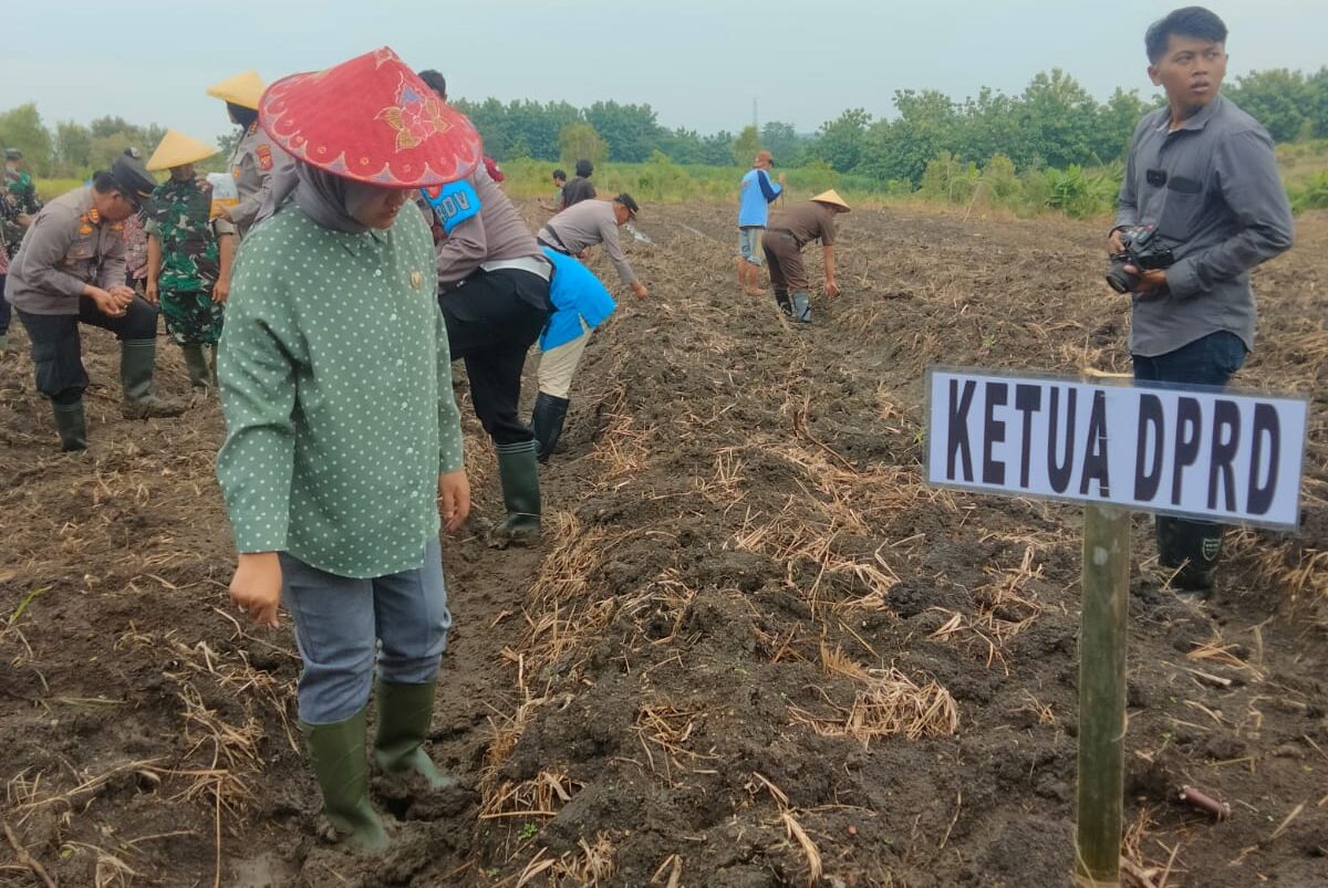 Ketua DPRD Kabupaten Cirebon Sophi Zulfia menghadiri penanaman jagung serentak di Yayasan Persiapan Generasi Baru (YPGB) Dusun Kroya, Desa Tanjunganom, Kecamatan Pasaleman, Selasa (21/12025)